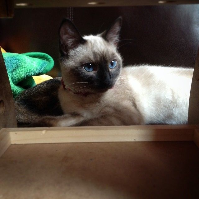 A Siamese kitten with blue eyes resting inside a wooden cabinet shelf with colorful fabric nearby.