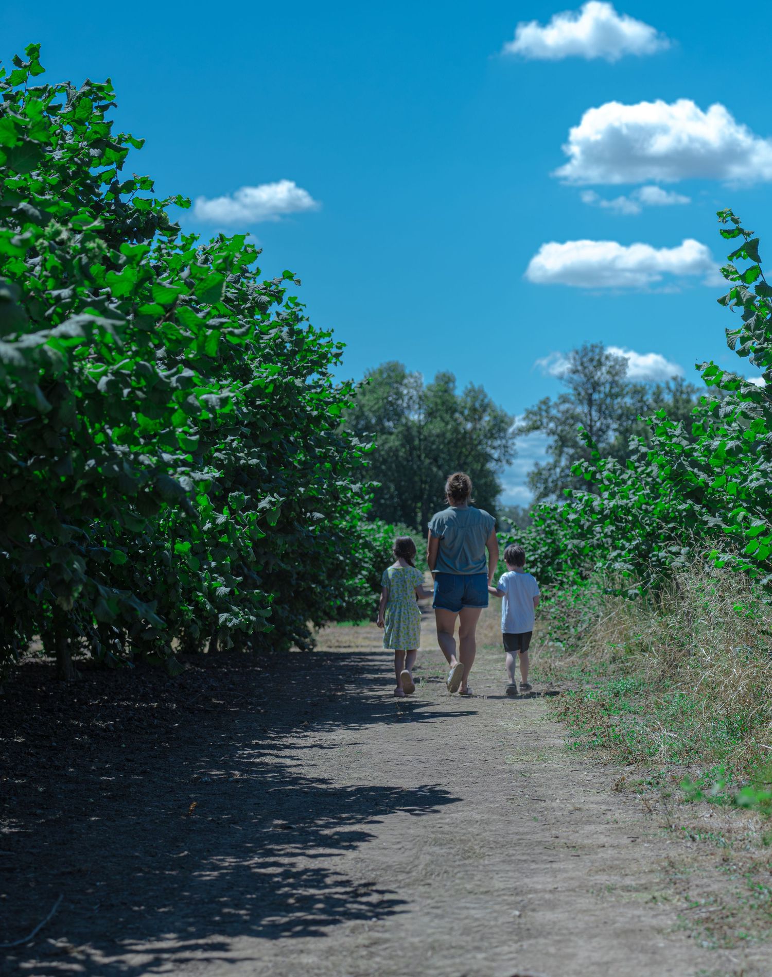 Adult and two children walking down a dirt path between lush green trees under a bright blue sky. farm hazelnut outdoor photography friends