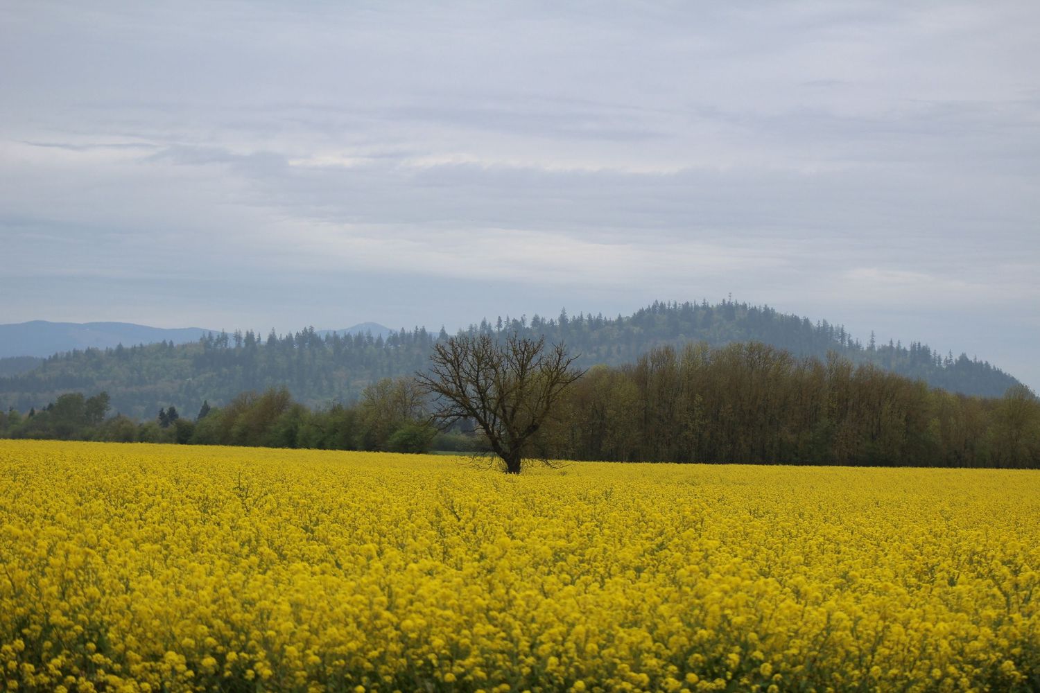 Vibrant yellow canola field in bloom with a bare tree, green forest, and misty mountains under a cloudy sky in Lebanon Oregon.