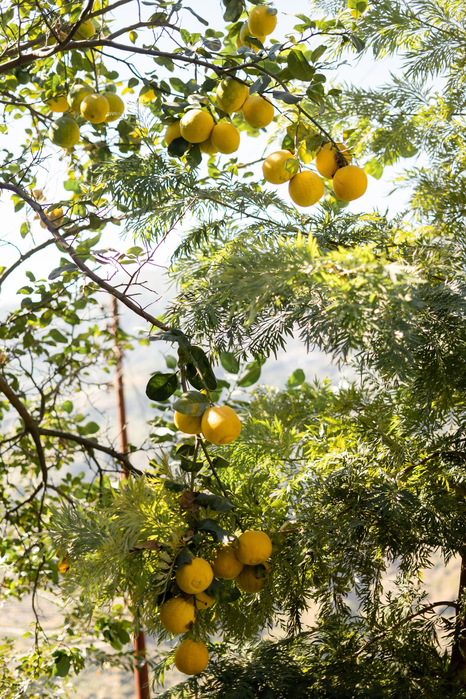 Ripe yellow citrus fruits hanging from tree branches in dappled sunlight.
