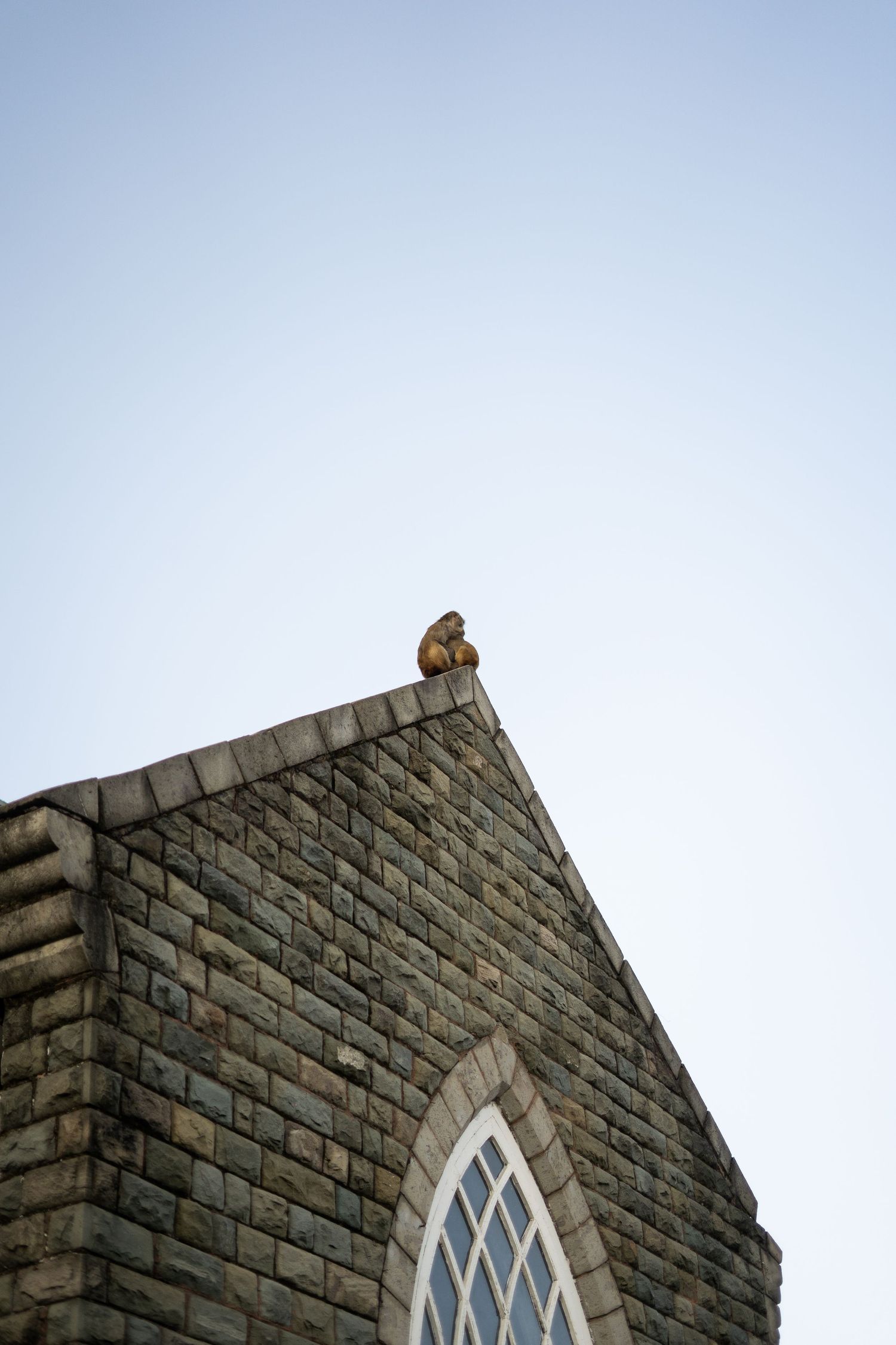 Stone church architecture with gothic window and pigeon perched on peaked roof.
