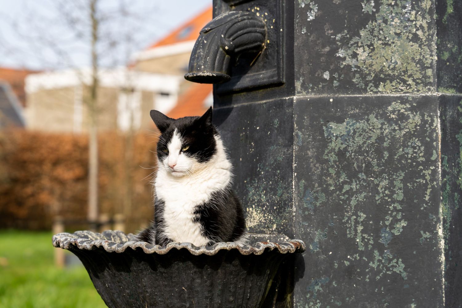 A black and white cat peeks out from behind a dark post in an outdoor garden setting.
