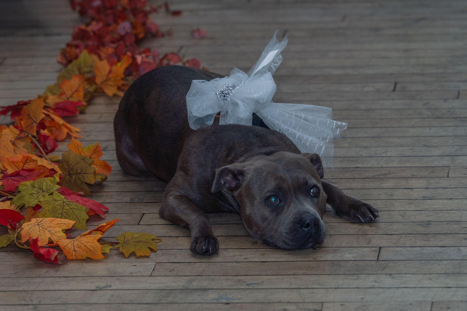 wedding shoot