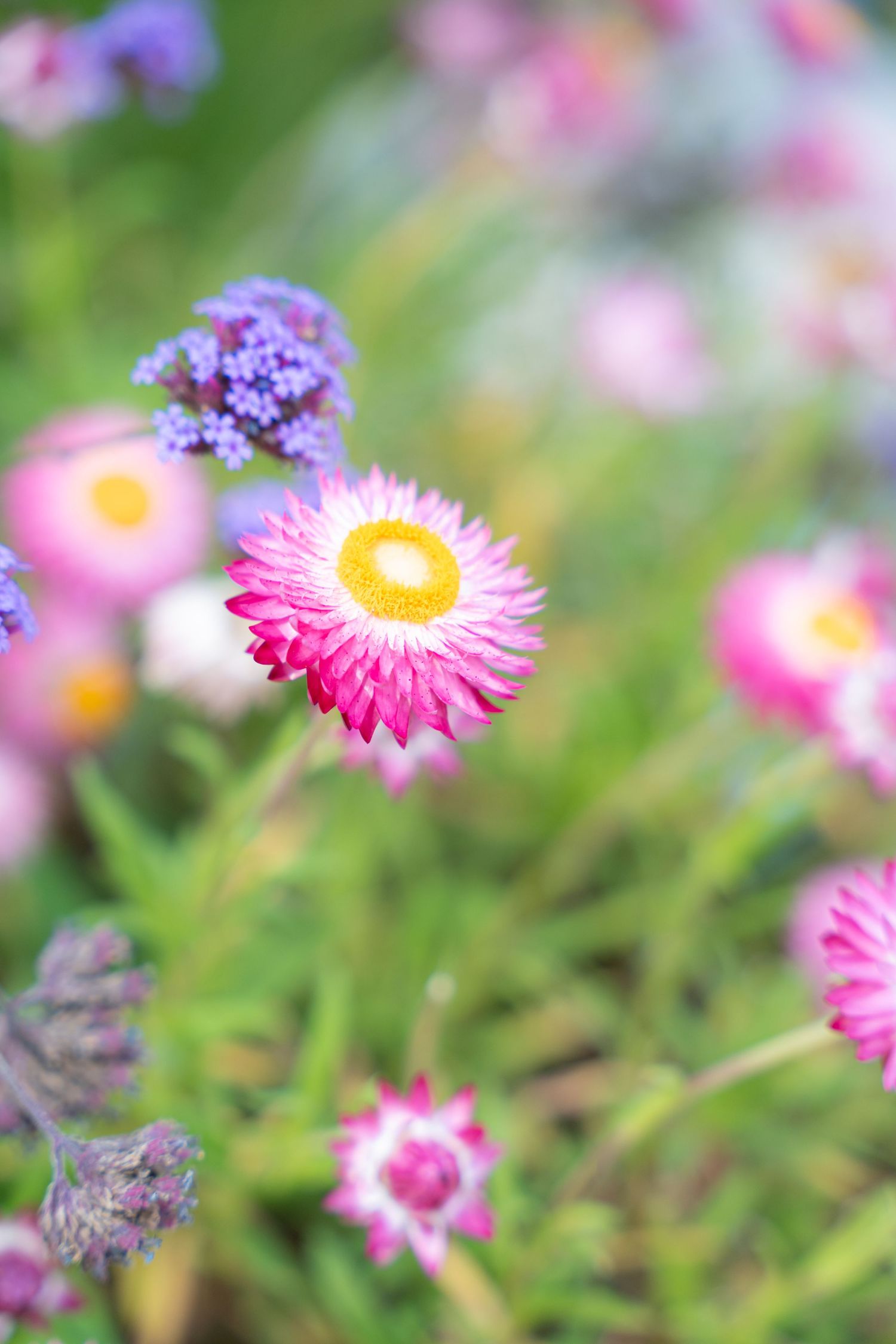 Pink everlasting daisies with purple flowers in a soft focus garden setting.