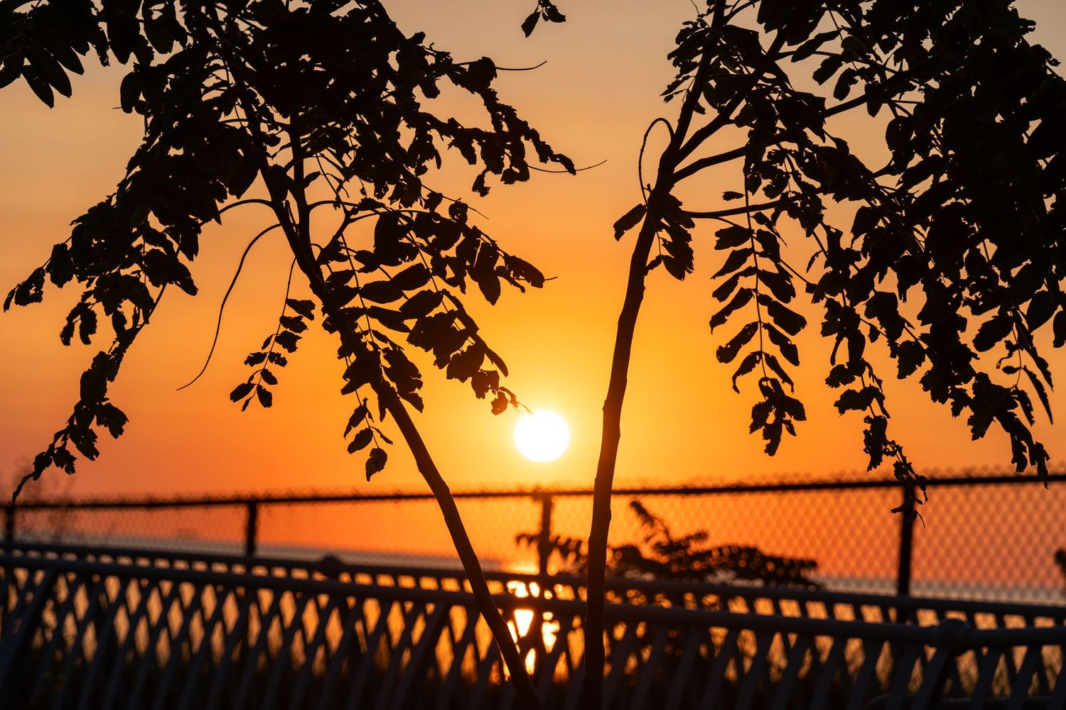 Silhouetted tree branches frame a vibrant orange sunset sky.