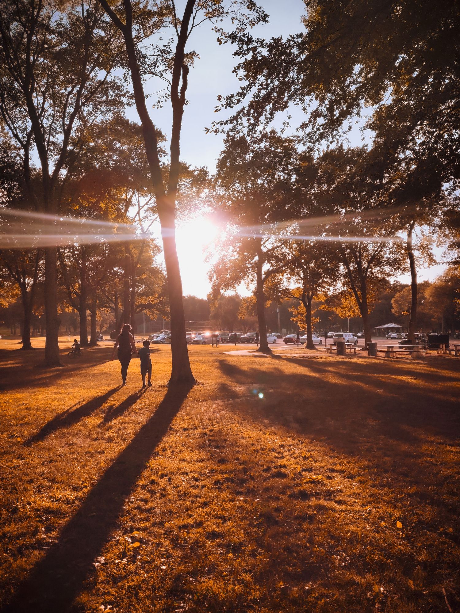 Golden sunlight streams through tall trees casting long shadows across a park lawn at sunset.