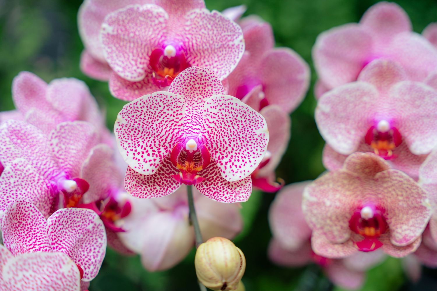Close-up of delicate pink orchid blooms with spotted petals in sequence.