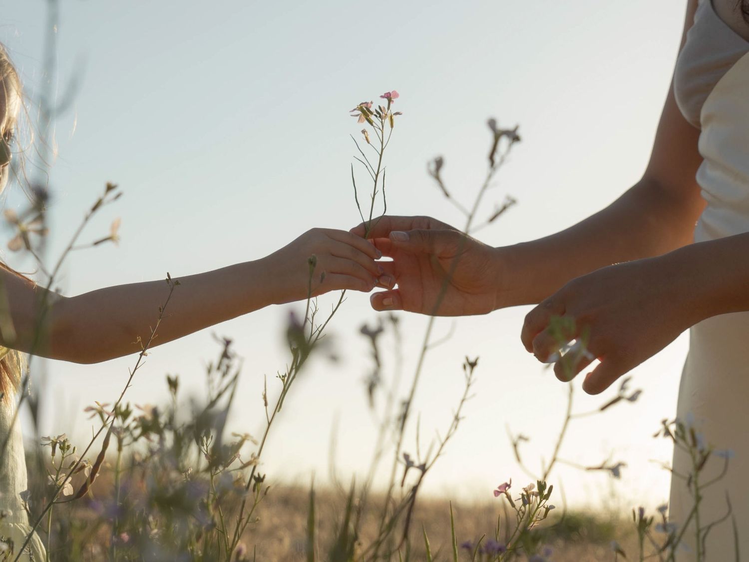 Close-up of hands reaching out to touch delicate wildflowers in a meadow at sunset.