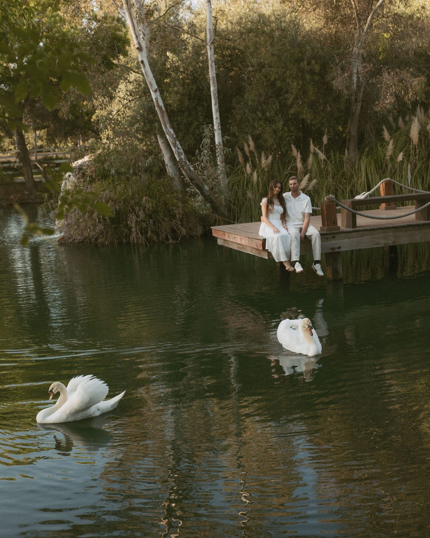 Couple sitting on a wooden dock by a serene green lake with two white swans swimming nearby, surrounded by lush trees.