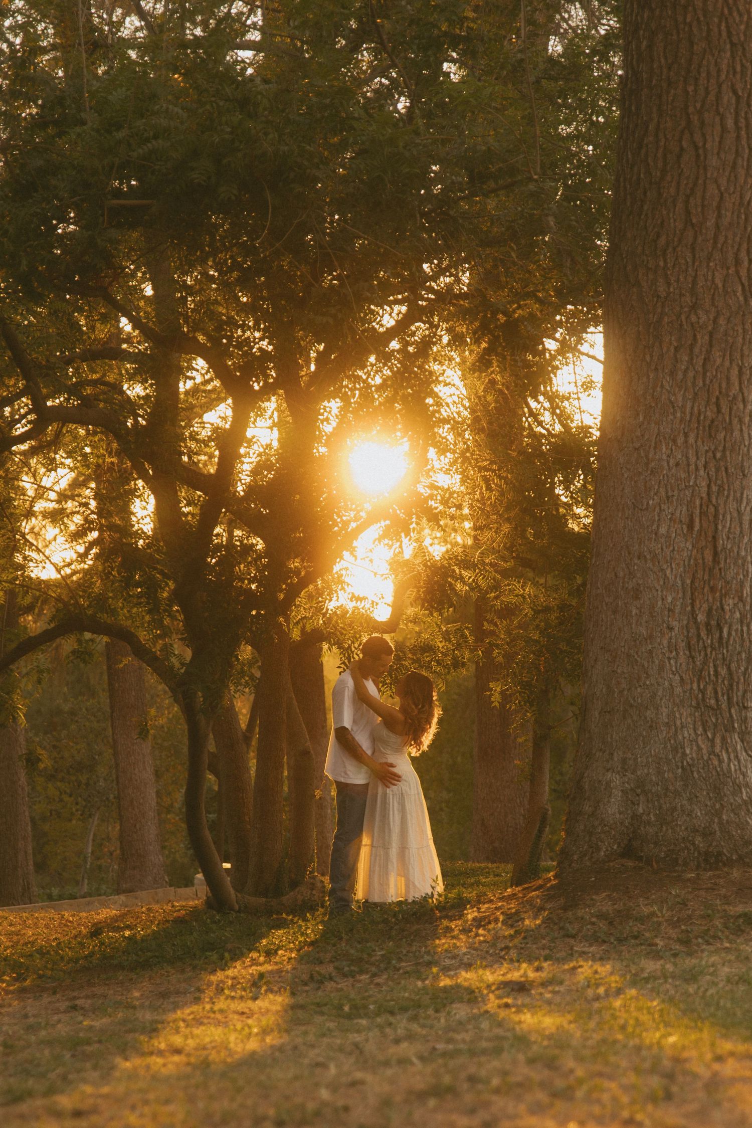Couple embracing in a sunlit forest at golden hour, with warm rays filtering through tall trees.