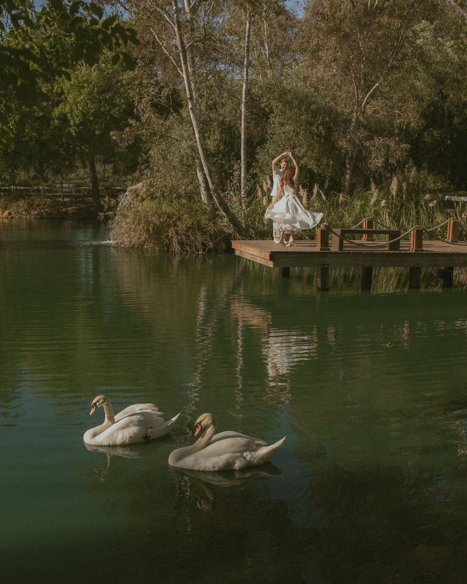 Two white swans glide on a serene green lake as a woman in a white dress dances gracefully on a wooden dock.
