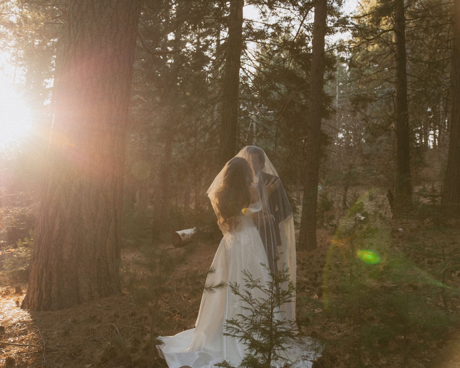 Bride in white gown and veil standing in sunlit forest, golden hour light filtering through tall pine trees.