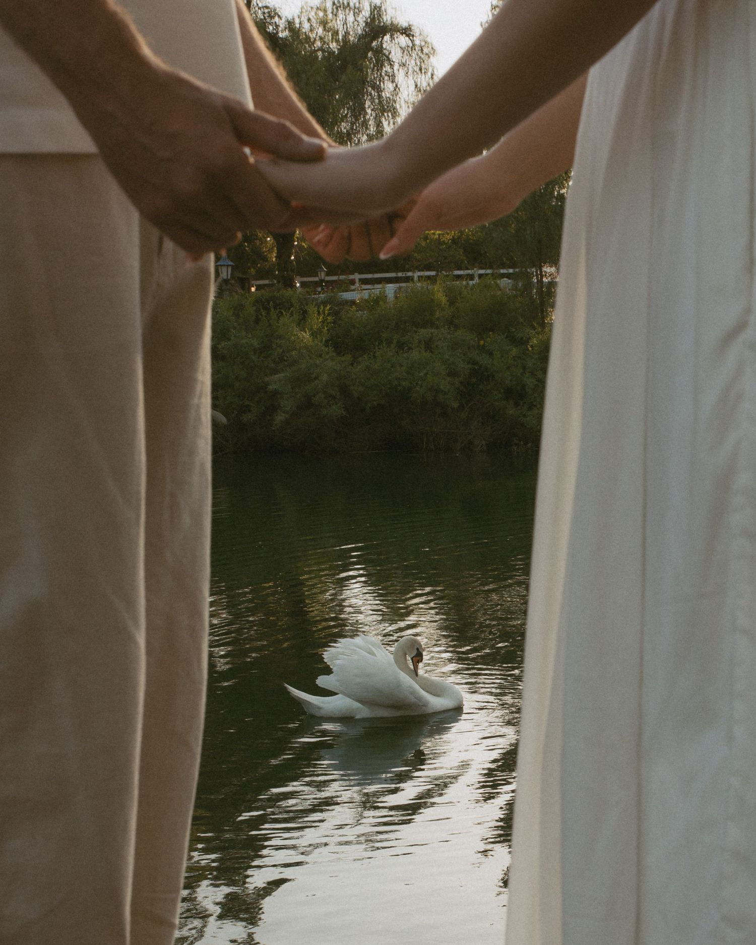 Couple holding hands in white outfits by a serene lake with a white swan swimming between curtains.