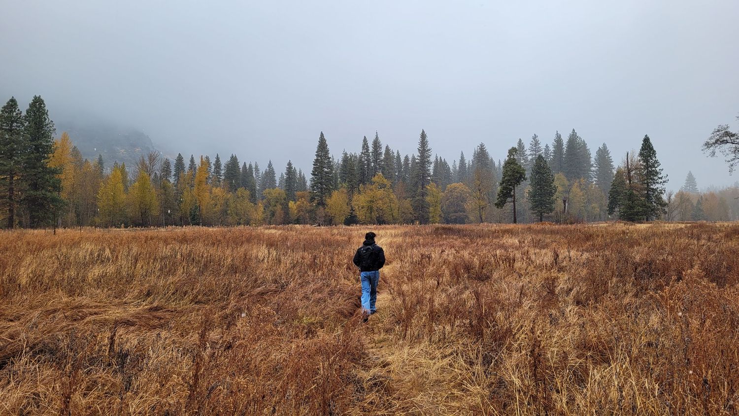 Scenic panoramic view of evergreen trees and mountains against a cloudy sky during autumn season.