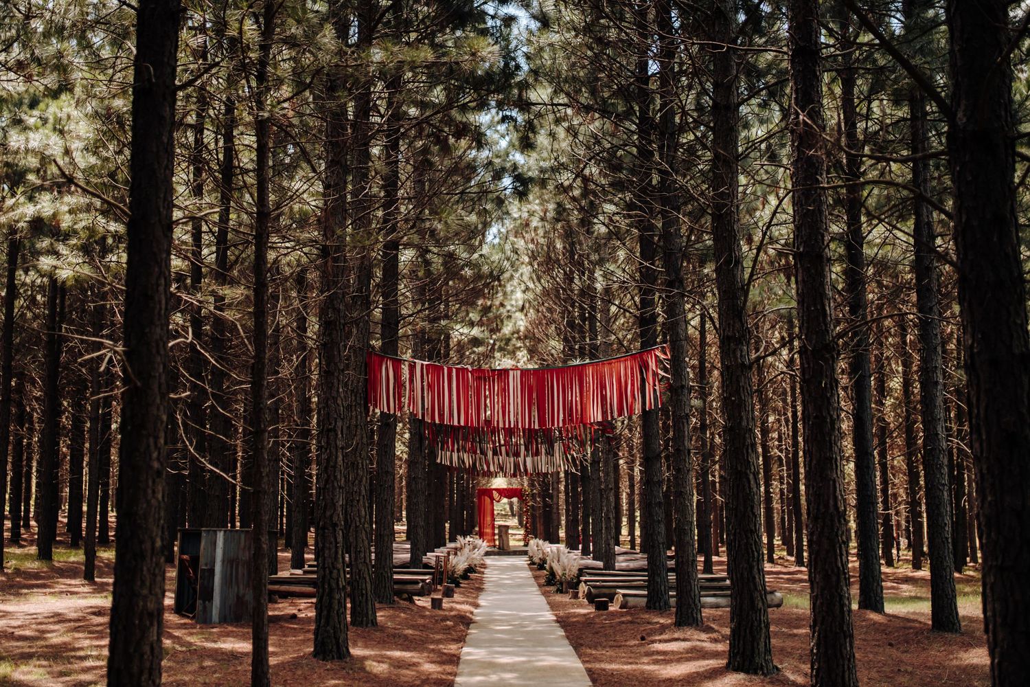 A pathway lined with tall pine trees leads through a forest with a distinctive red art installation hanging overhead.