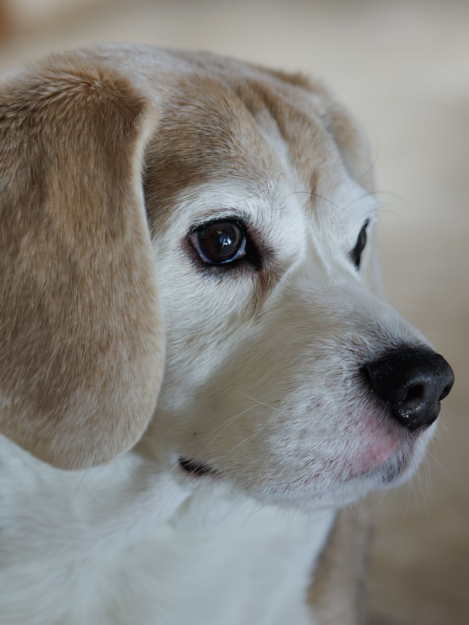 Close-up profile view of a beagle dog with white and tan fur showing its expressive dark eye and long floppy ear.