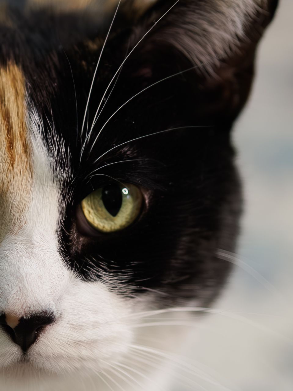 Close-up series of a black and white cat's face showing striking yellow-green eyes and distinctive facial features.