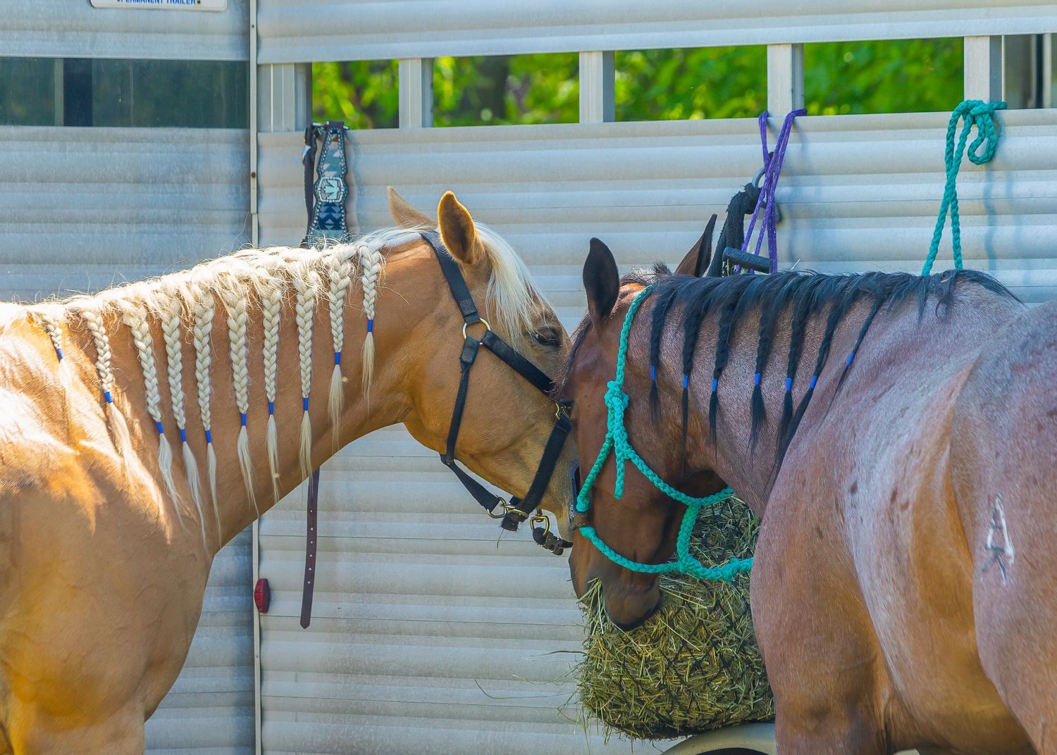 Horse racing, Coldspring Farms, Maple City, Trudy Galla Photography