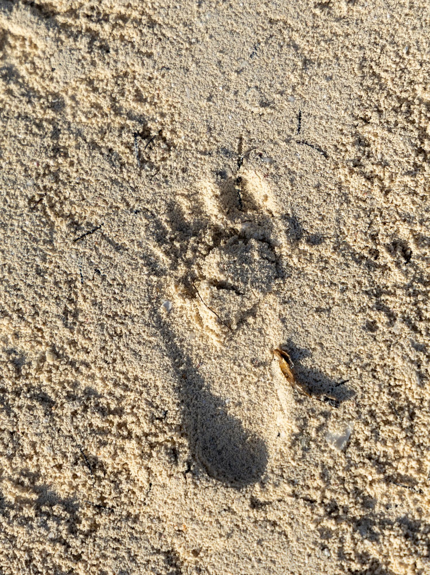 A series of footprints in the sand showing a trail or path across a sandy beach surface.