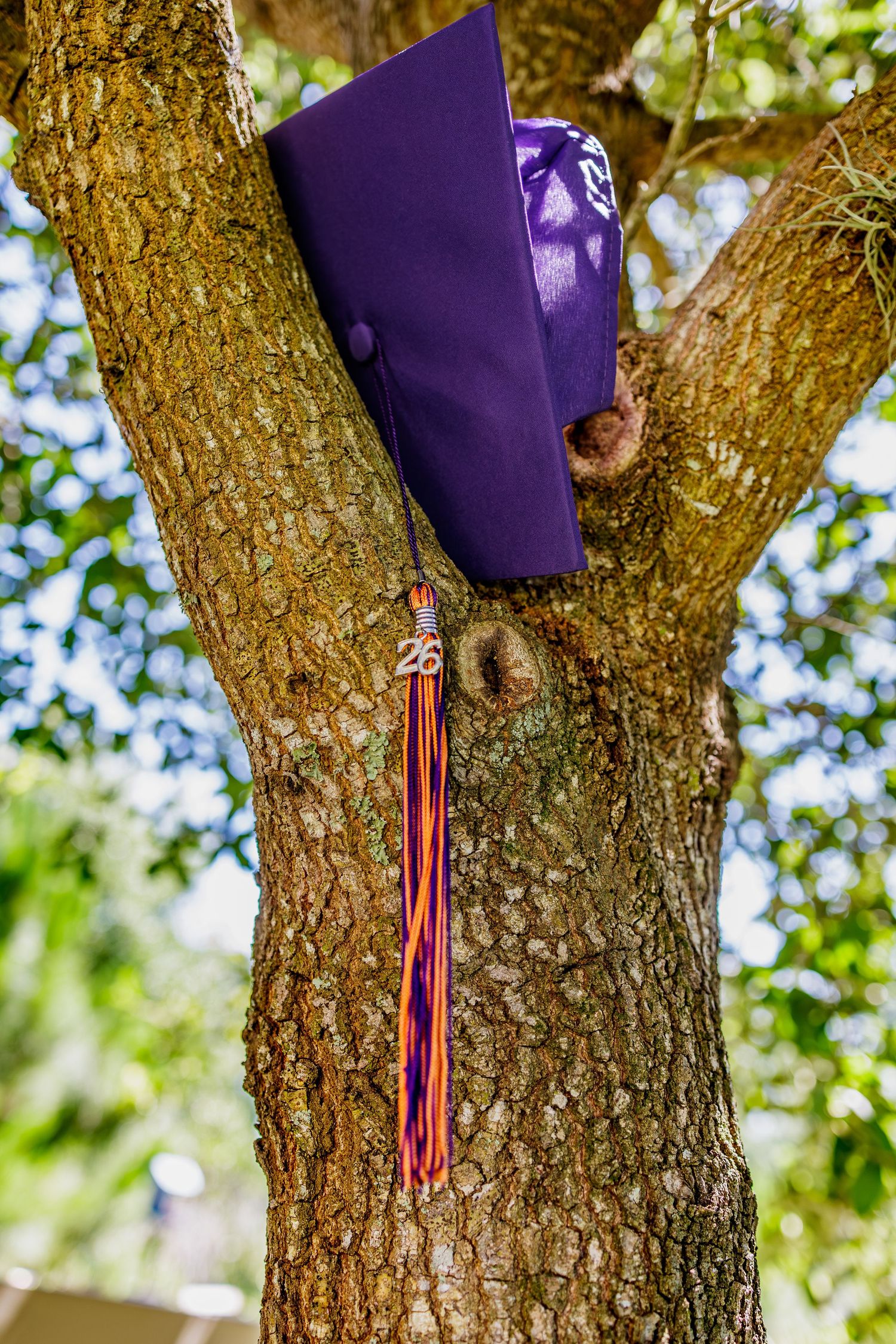 Purple graduation cap with colorful tassel hanging in a tree, class of 26 celebration outdoors.