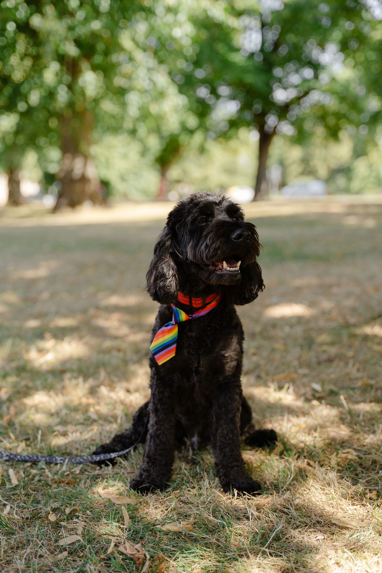Black curly-haired dog wearing a rainbow striped tie sitting on grass in a sunny park.