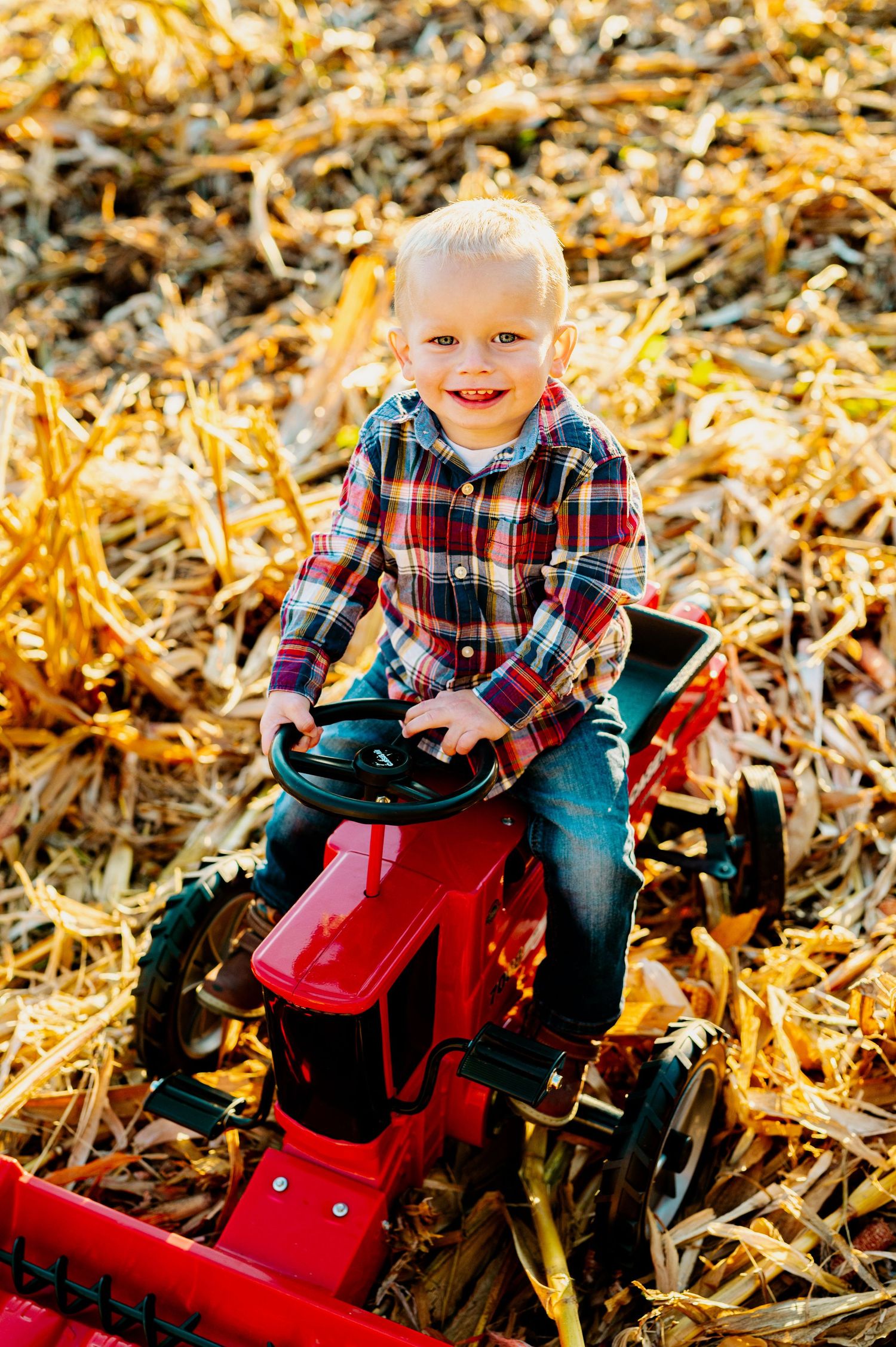 A vintage red tractor sits among dried corn stalks in a golden harvest field.