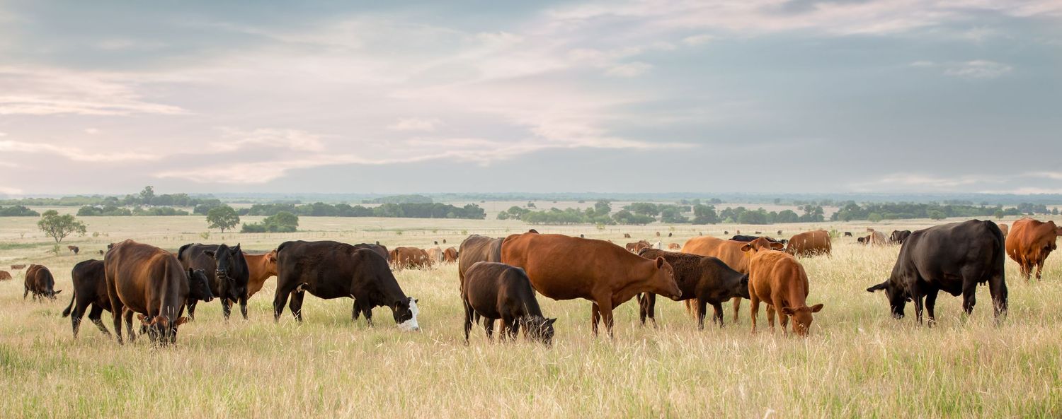 Panoramic view of cattle grazing in an open pasture under a cloudy sky.