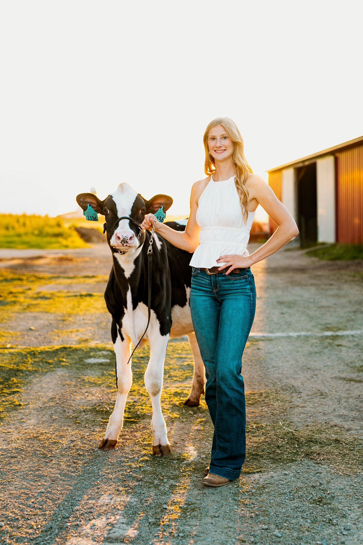 Black and white dairy cow standing on dirt path during golden sunset hour while being photographed.