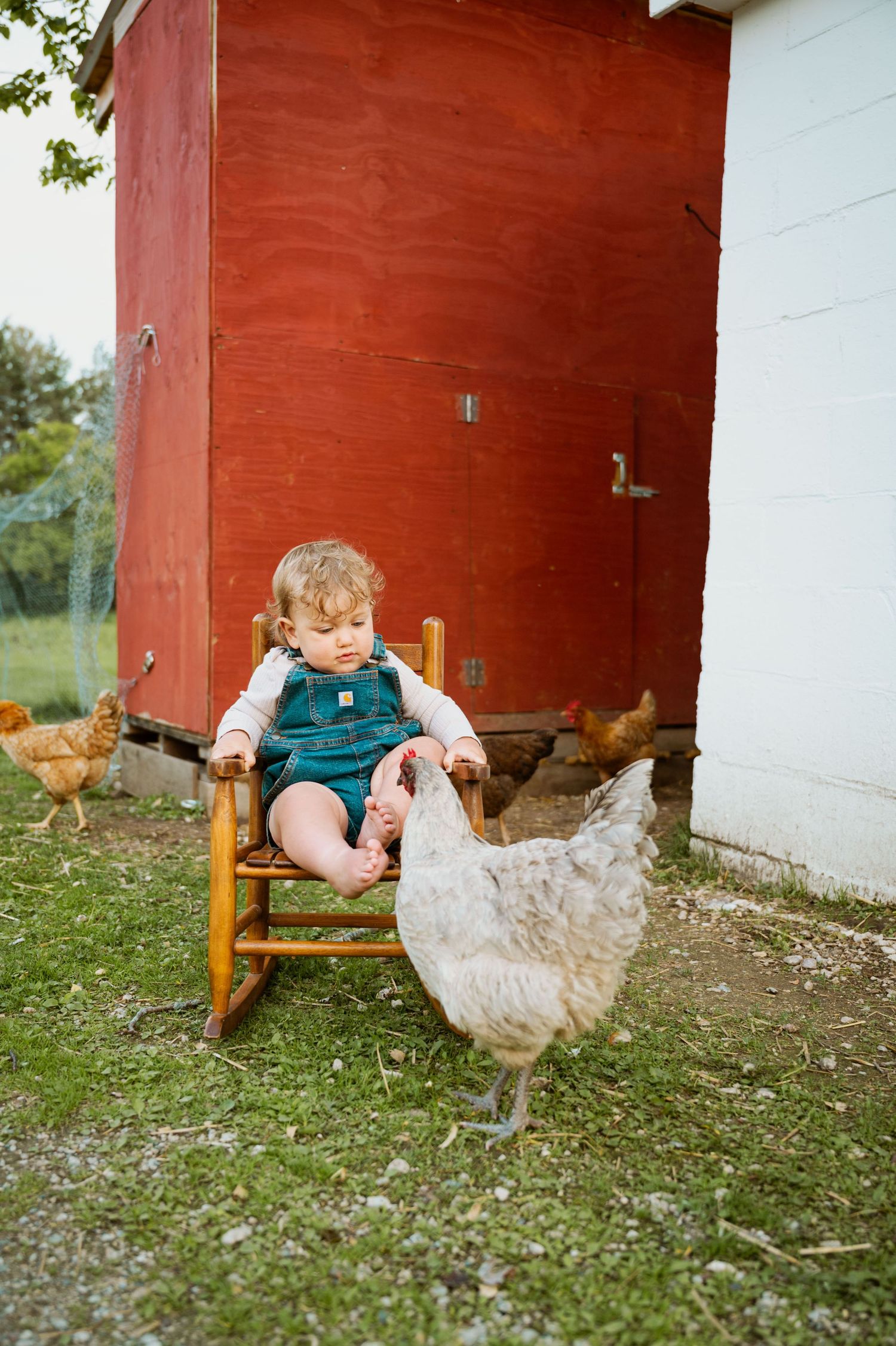 A series of photos showing a young child in overalls sitting with a white chicken on a small bench outside a red barn.