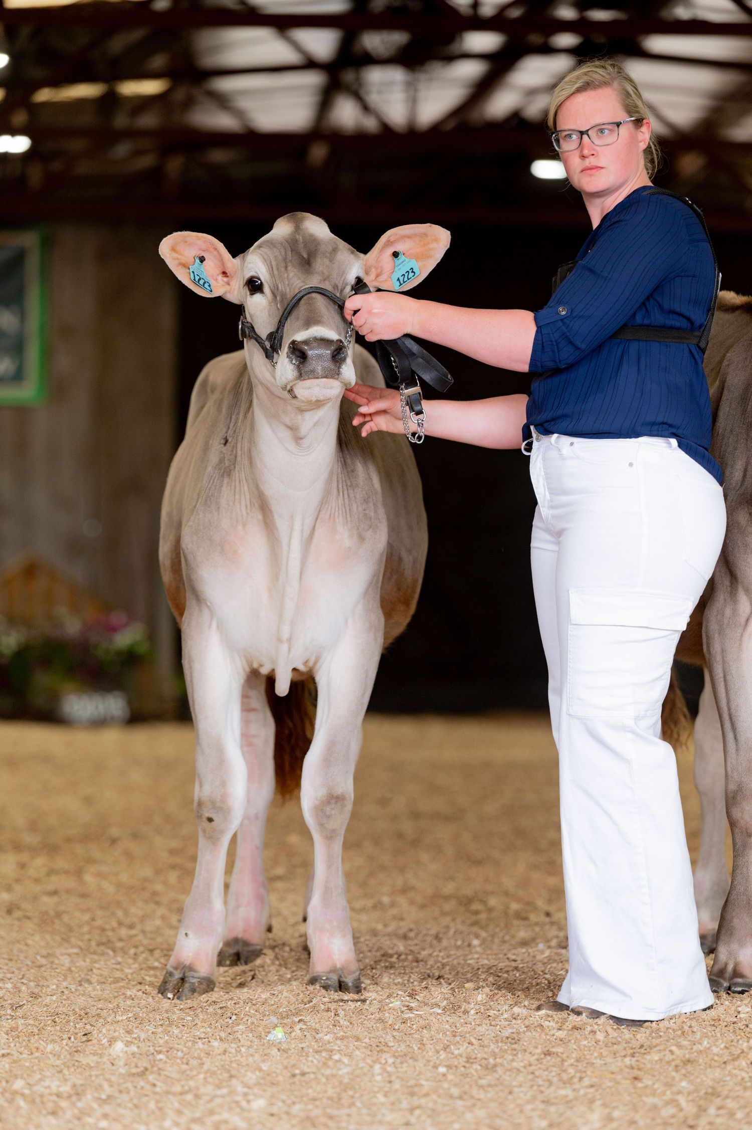 Show cow being exhibited at livestock competition while a handler in blue shirt and white pants positions it.