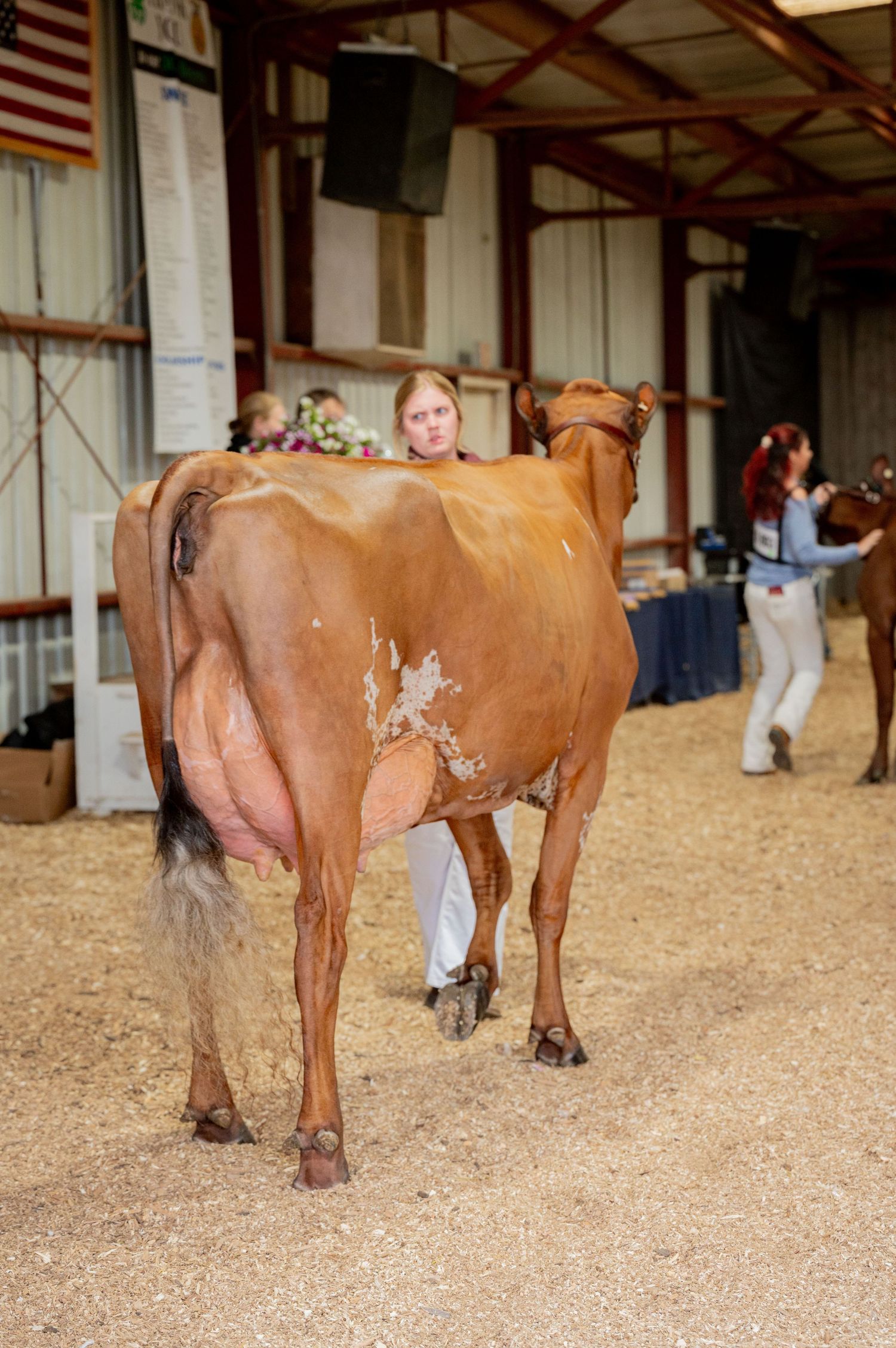 A brown dairy cow being shown at an indoor agricultural exhibition with handlers in the background.