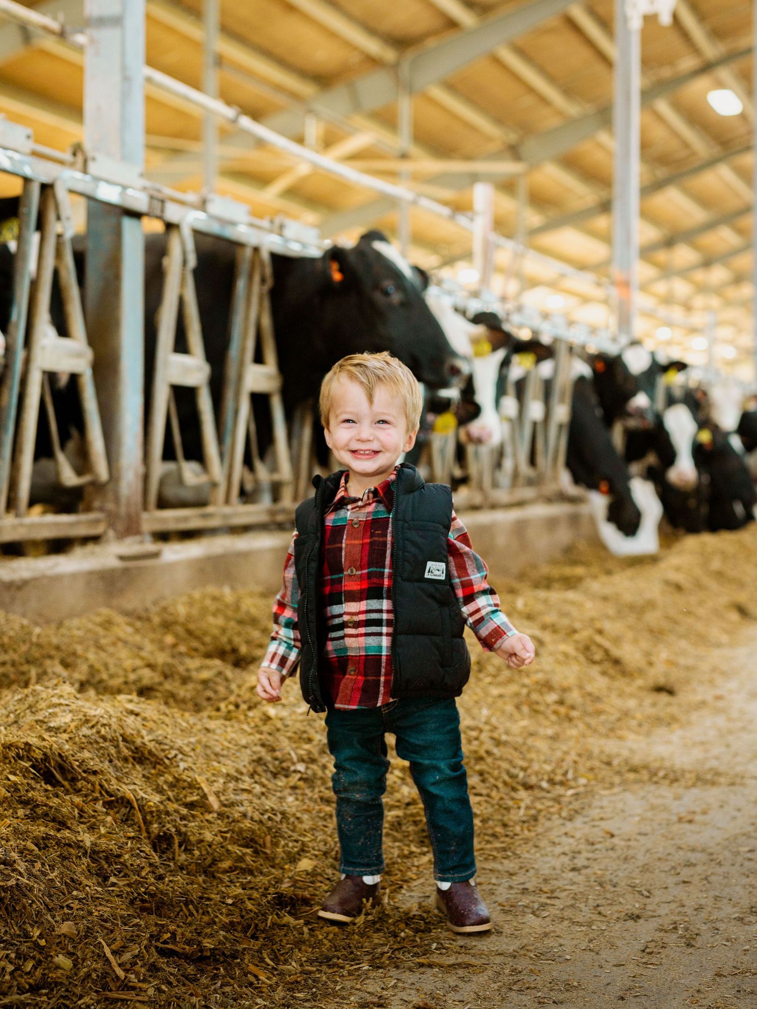A small child wearing plaid and overalls plays in a dairy barn with cattle stalls visible in the background.