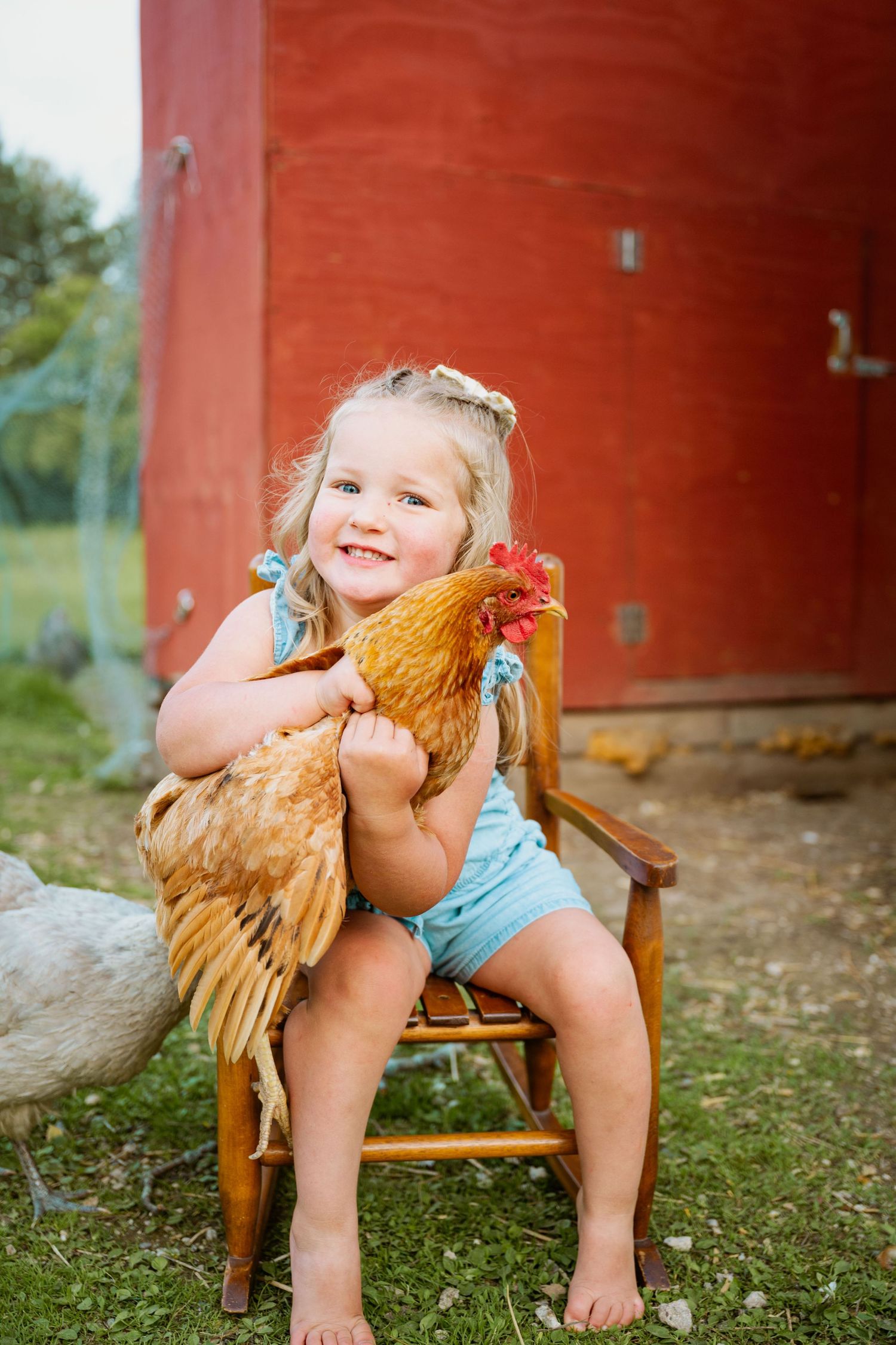 A young child holds a brown chicken while sitting on a wooden chair against a red barn backdrop.