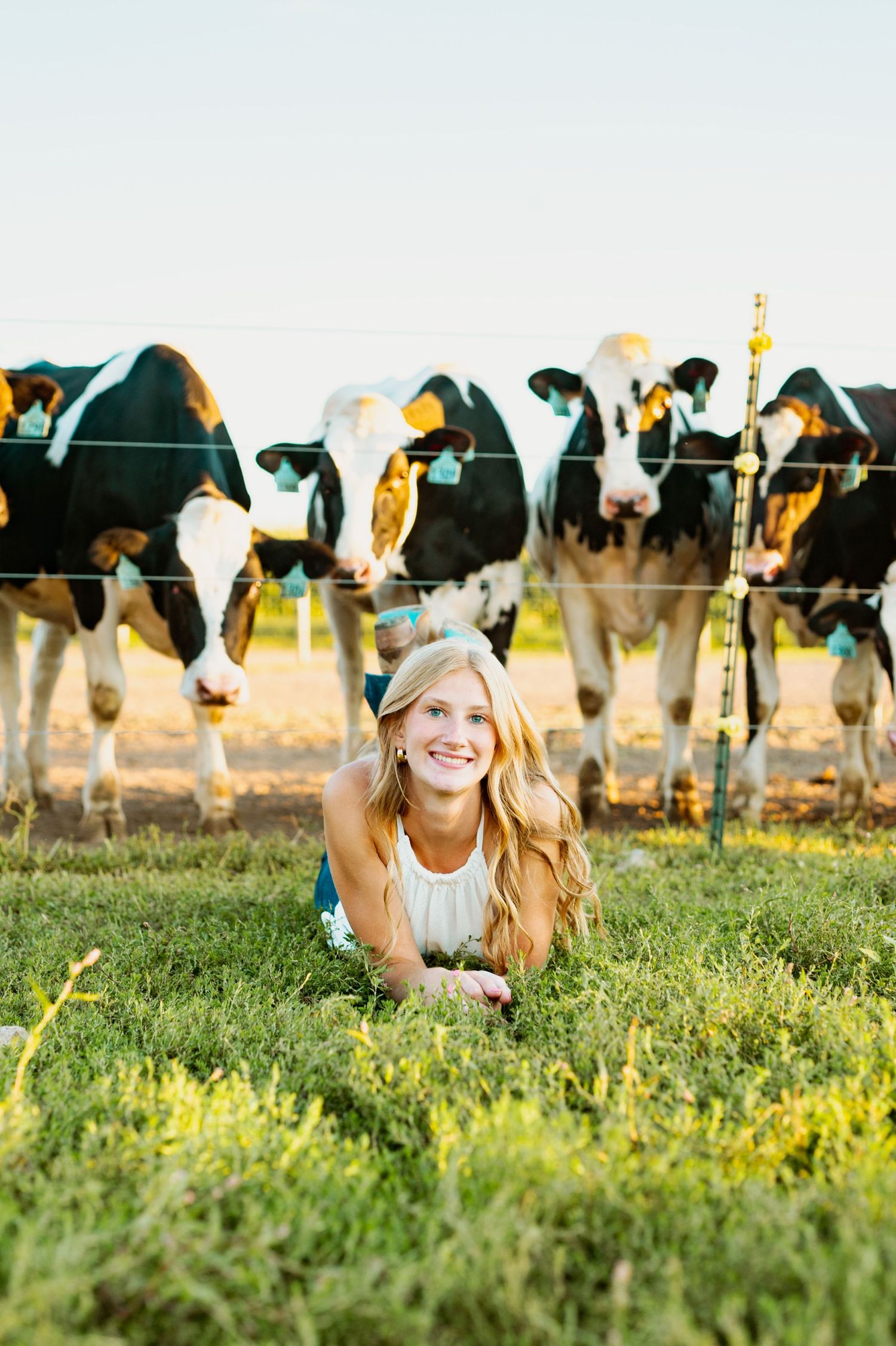 A person lying in a green meadow with dairy cows grazing in the background during golden hour.
