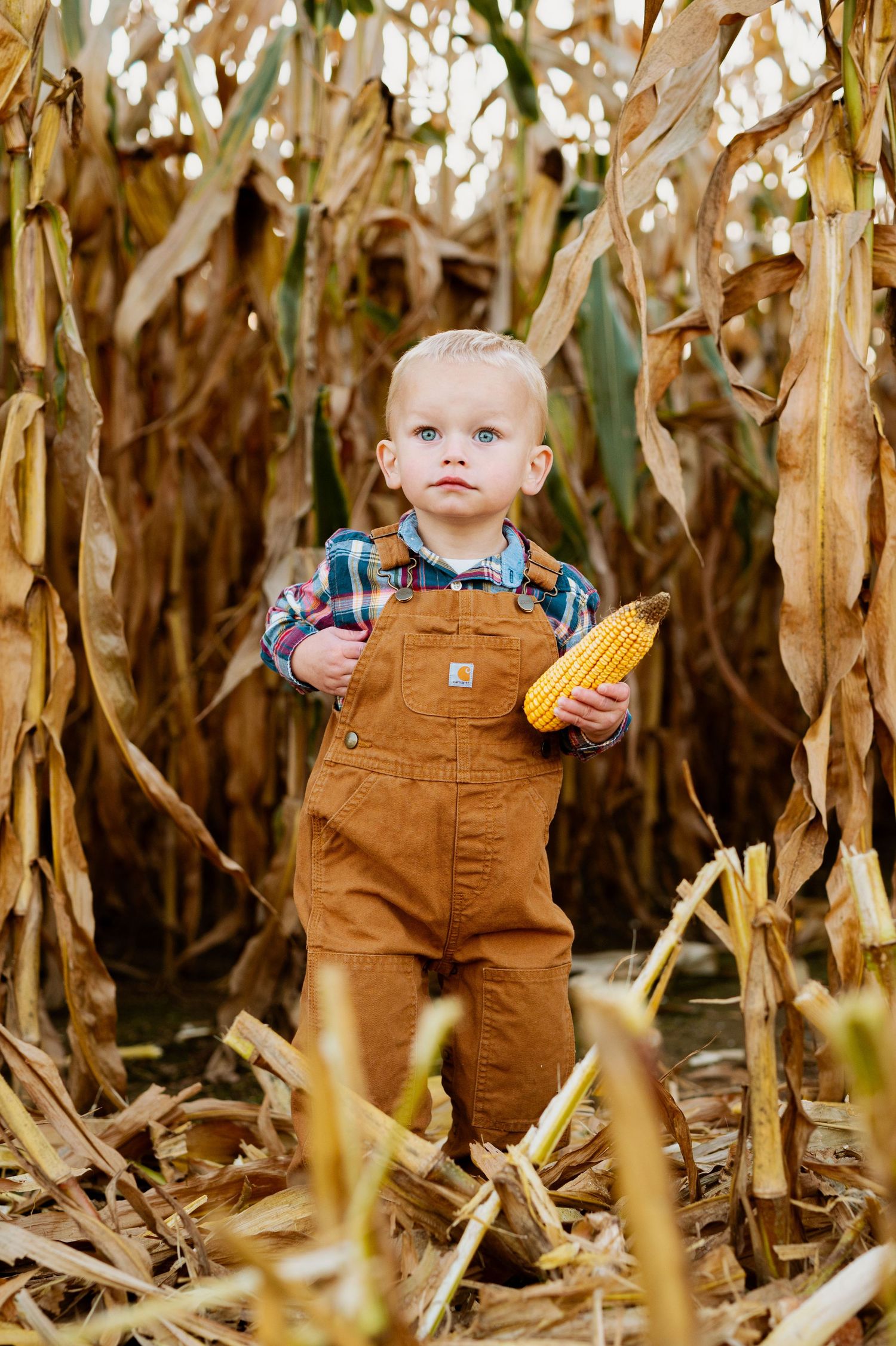 A toddler in brown Carhartt overalls holds corn while standing among dried corn stalks in a field.