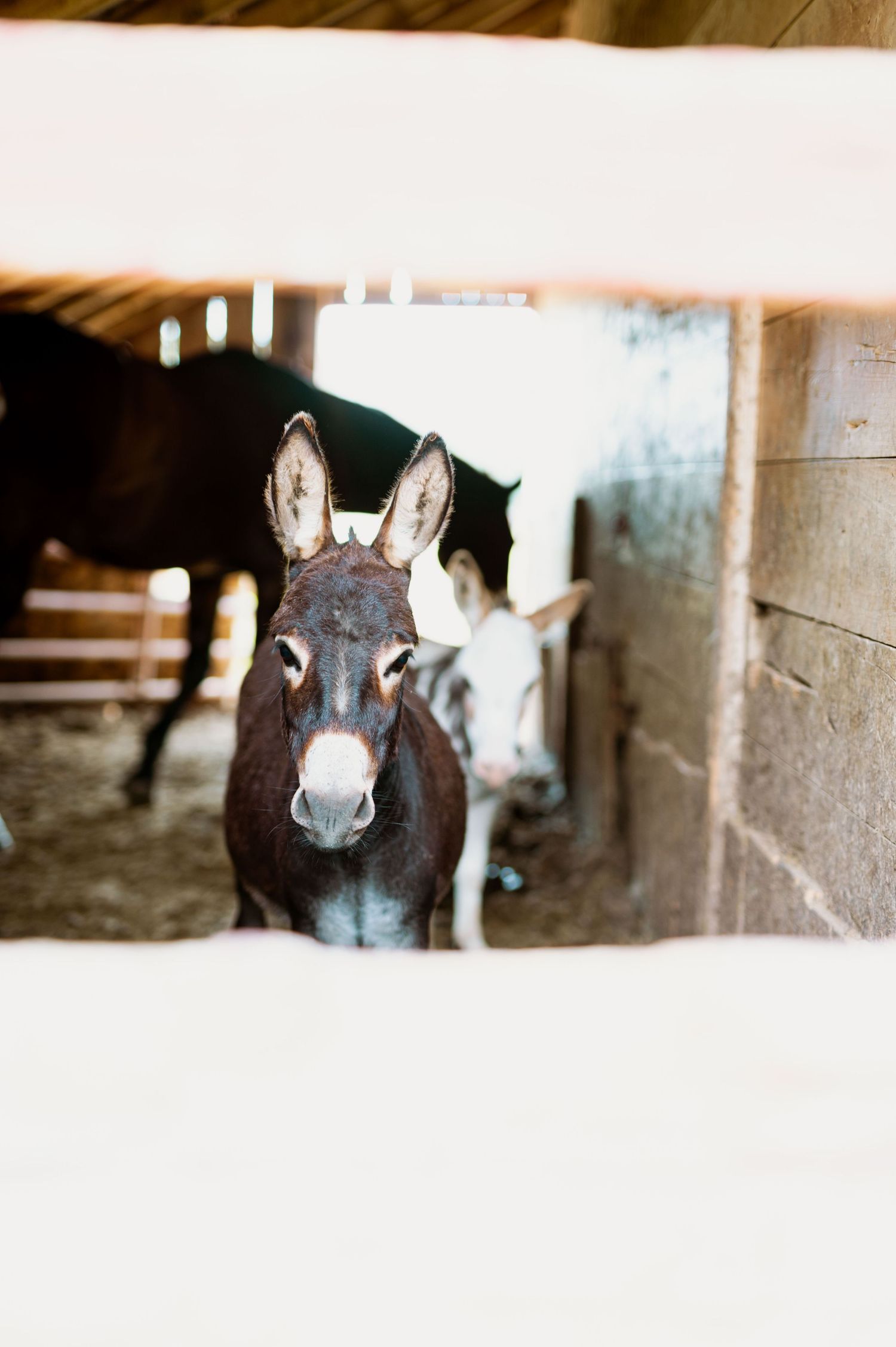 Black and white donkeys peek through stable windows in a rustic barn setting.