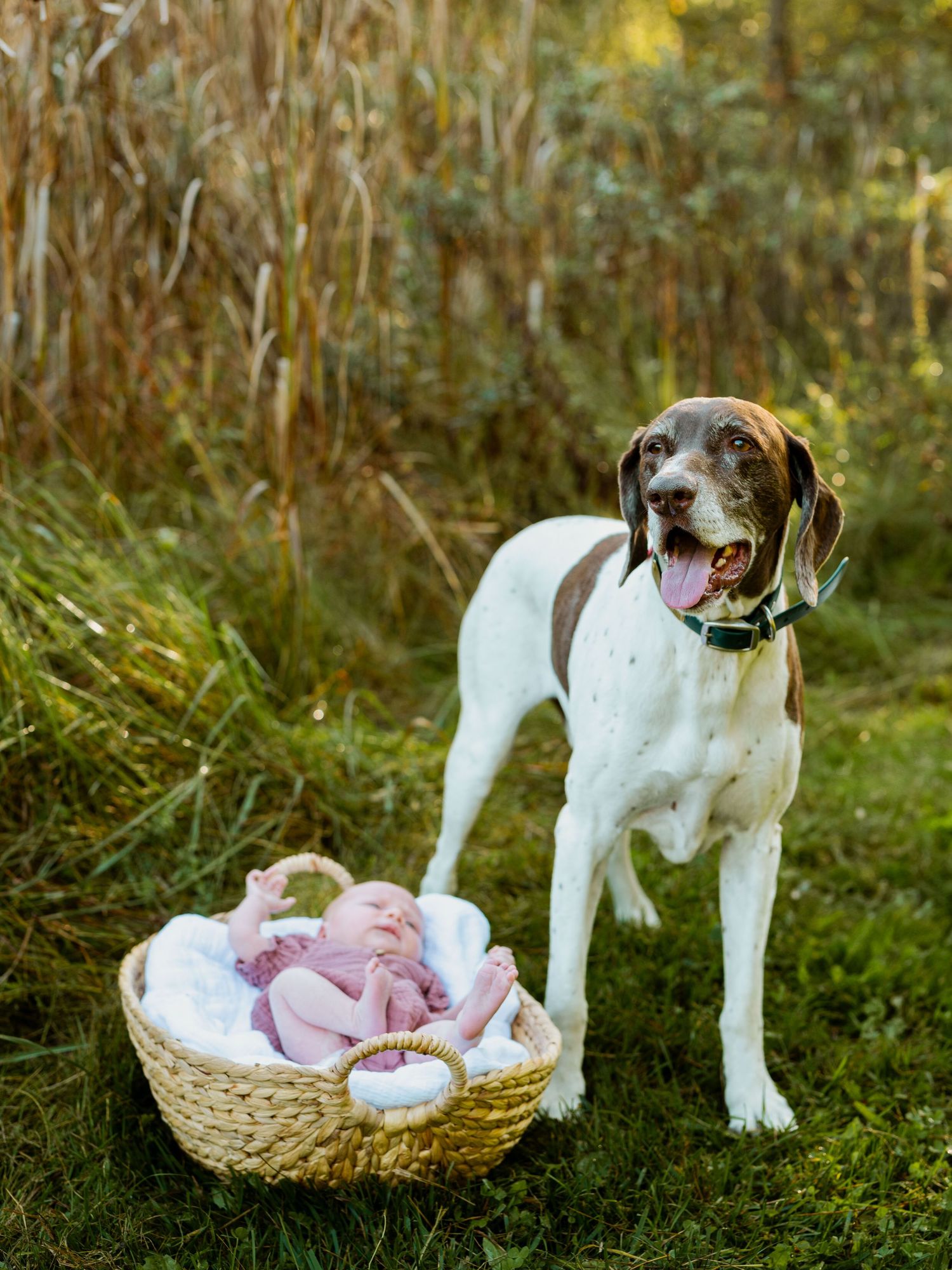 White and brown pointer dog standing next to wicker basket with pink baby items on green grass near tall plants.