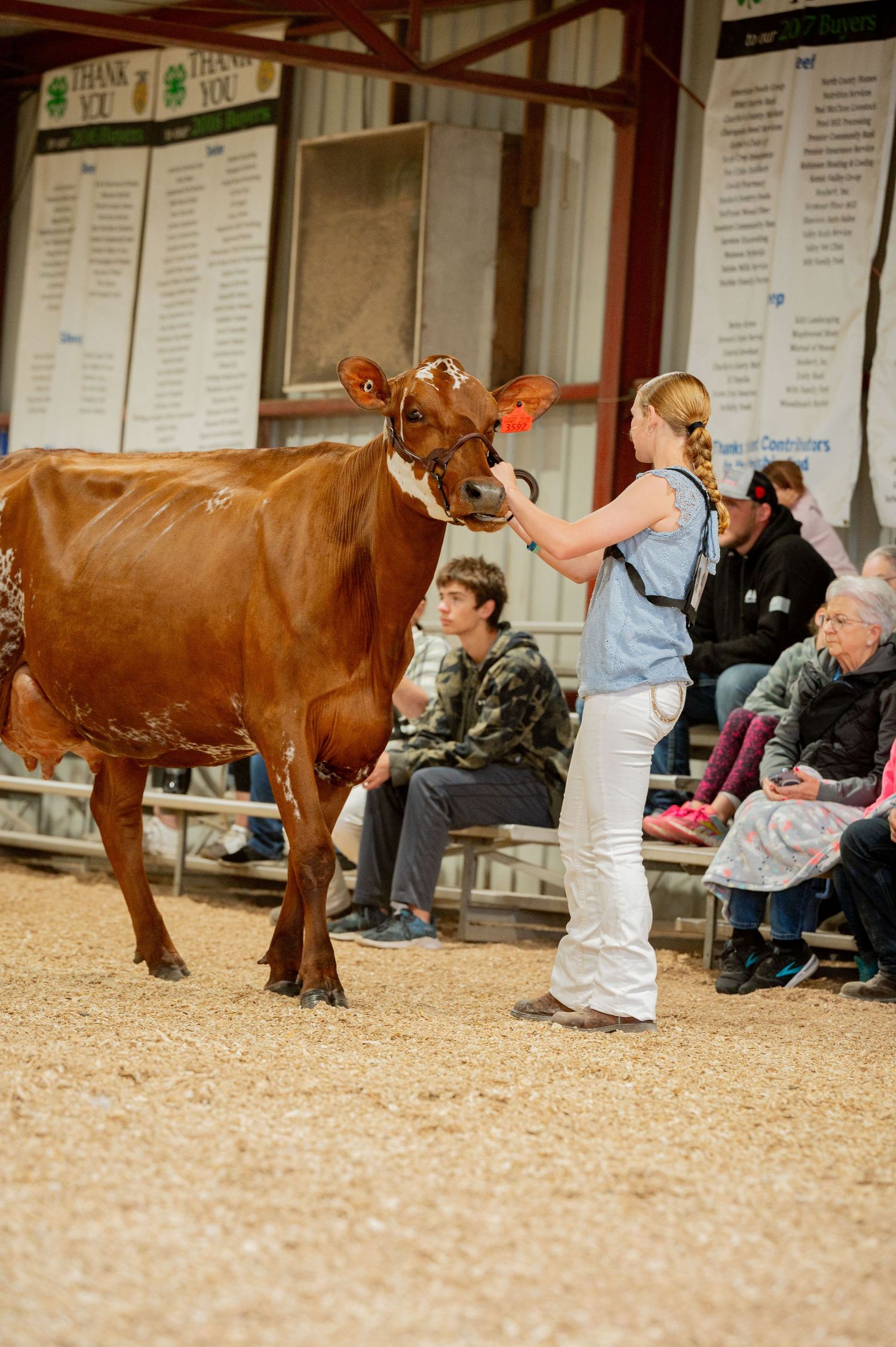 Brown cow being presented in a show ring as spectators watch from the sidelines.