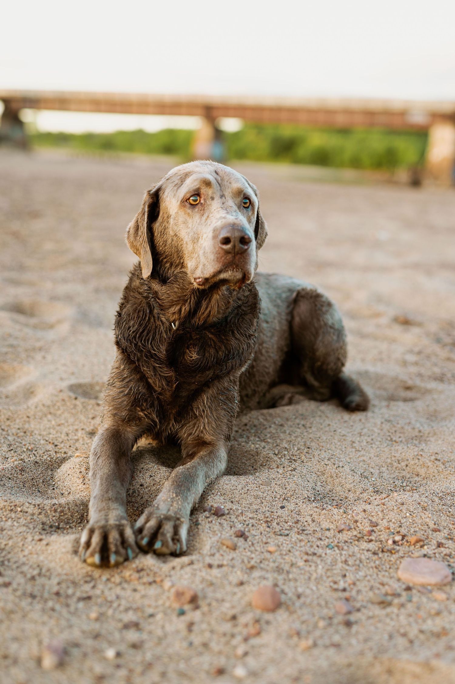 A silver-brown Labrador retriever lying on sandy ground with alert expression and focused gaze.
