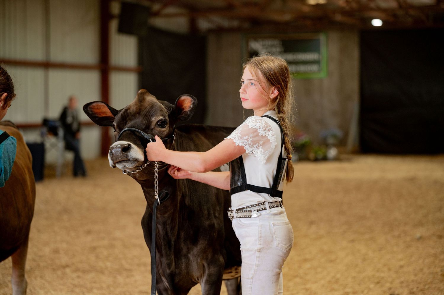 A series of candid shots showing training exercises with a brown jersey in a rural indoor arena setting.