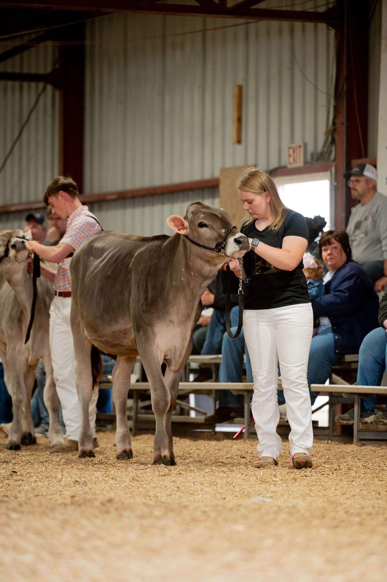 Dairy cattle contestants showcase their brown Swiss breed animals at an indoor livestock show competition.