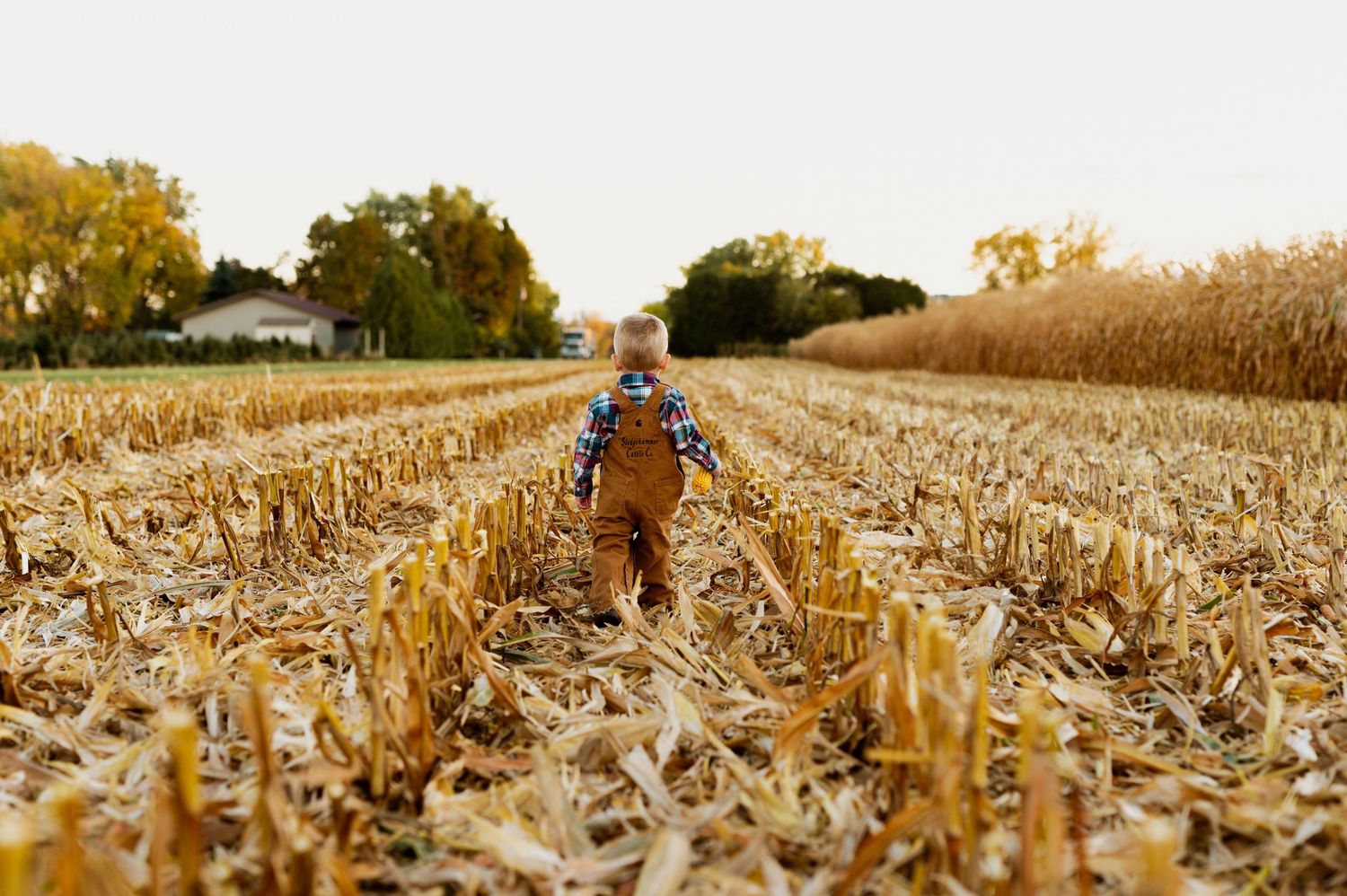 Small figure in brown overalls walking through a harvested cornfield with golden light in the background.