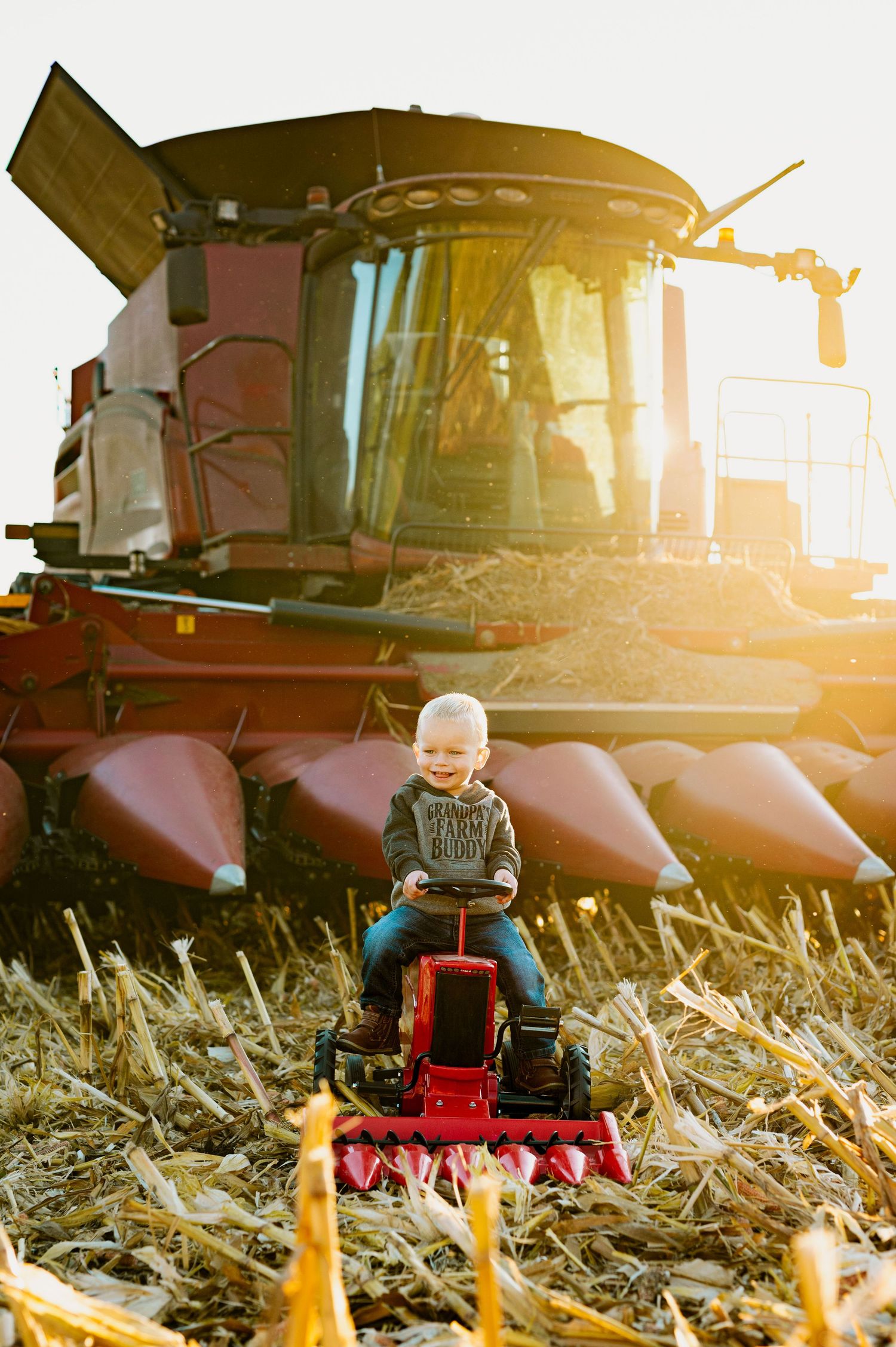 A toy combine harvester against a real combine harvester silhouetted by golden sunlight in a cornfield.
