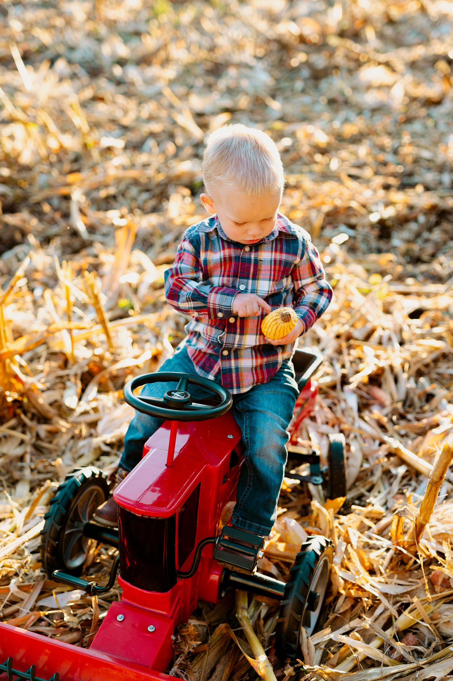 Child in plaid shirt plays on red toy tractor in autumn field with fallen corn stalks.