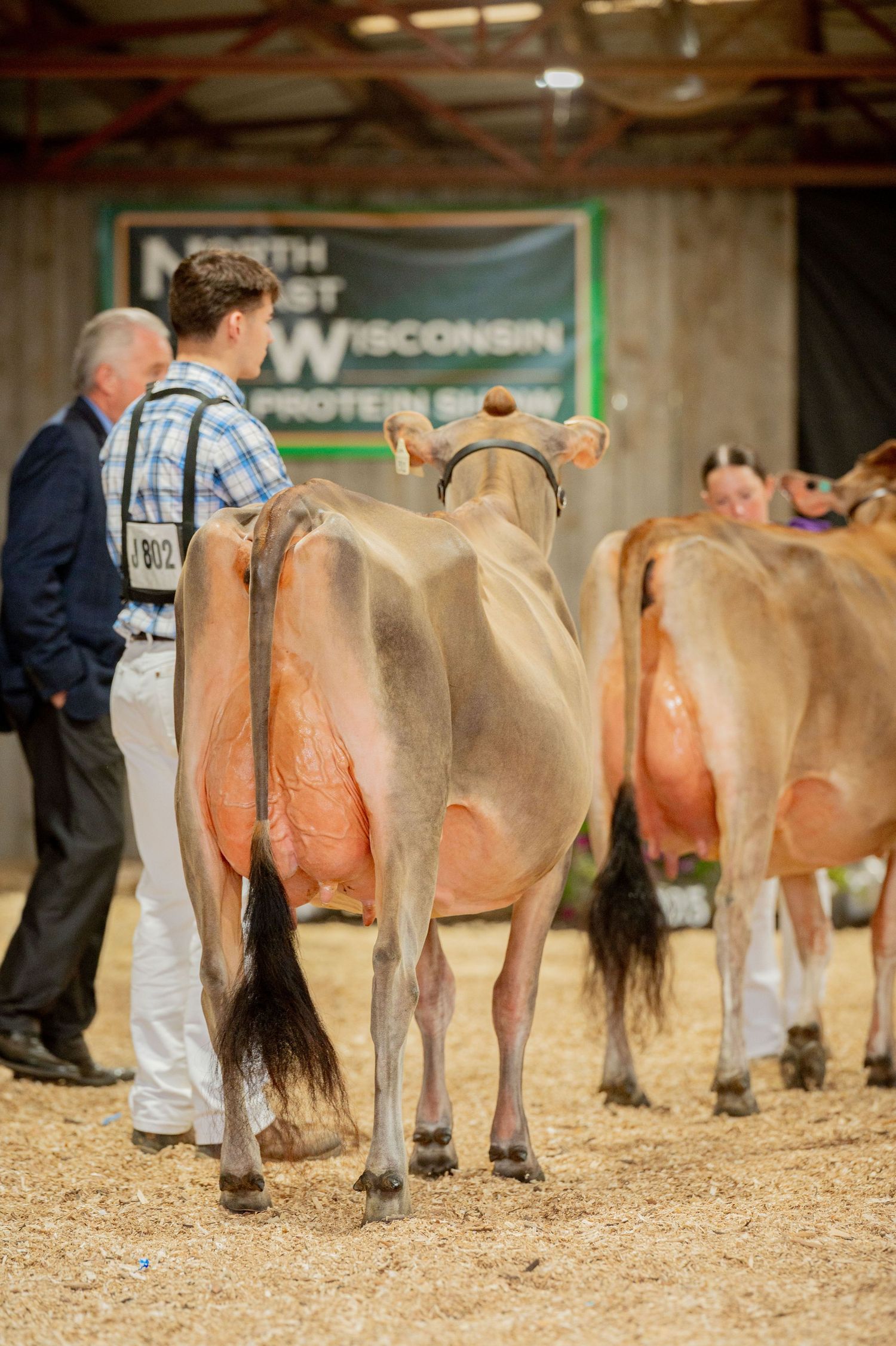 Rear view of dairy cows being judged at a Wisconsin livestock show with handlers and judges in the background.