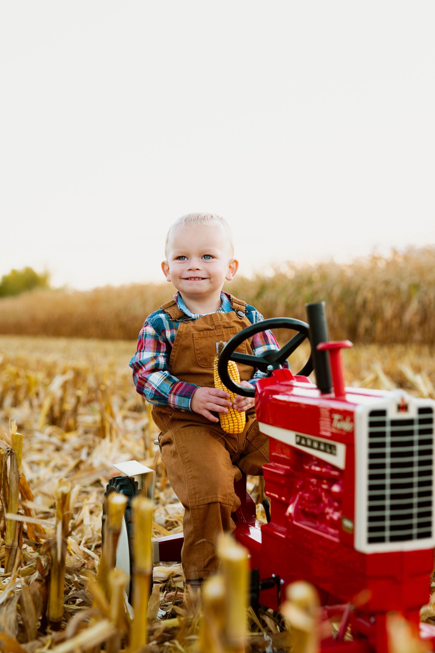 A red tractor sits in a golden cornfield during harvest season as sunlight filters through the dried stalks.