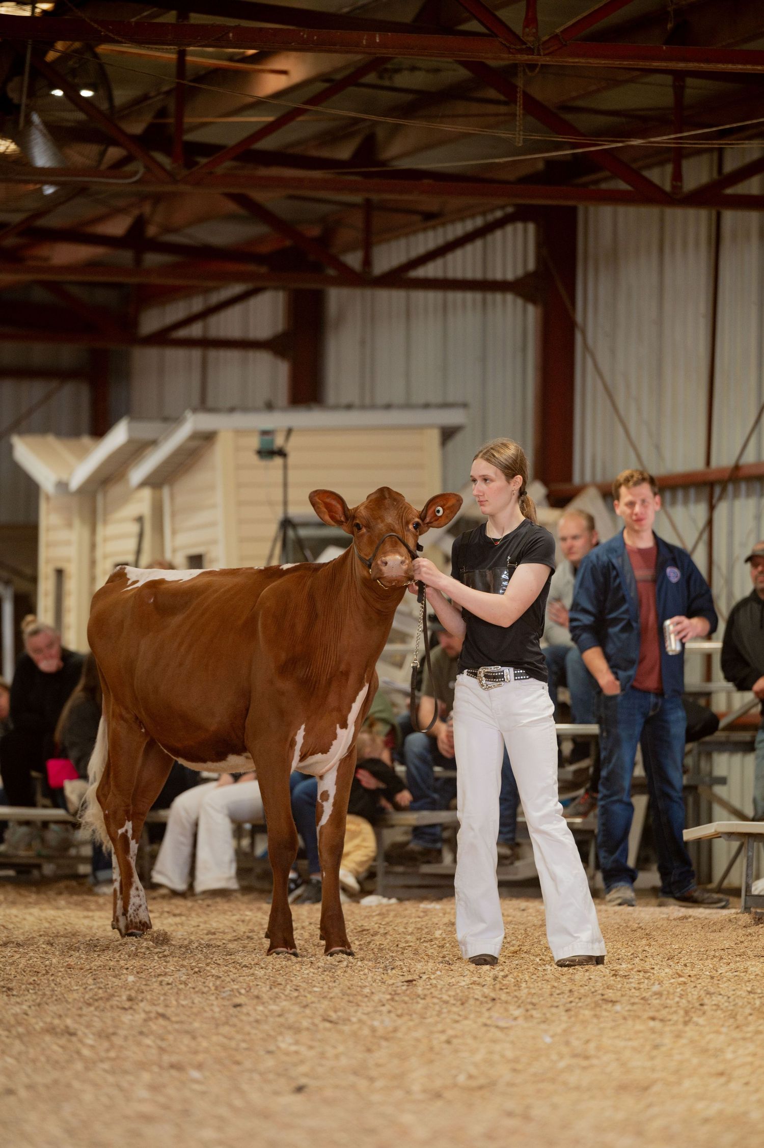 Several handlers lead and guide brown dairy cows through a sawdust-covered indoor arena during a livestock competition.