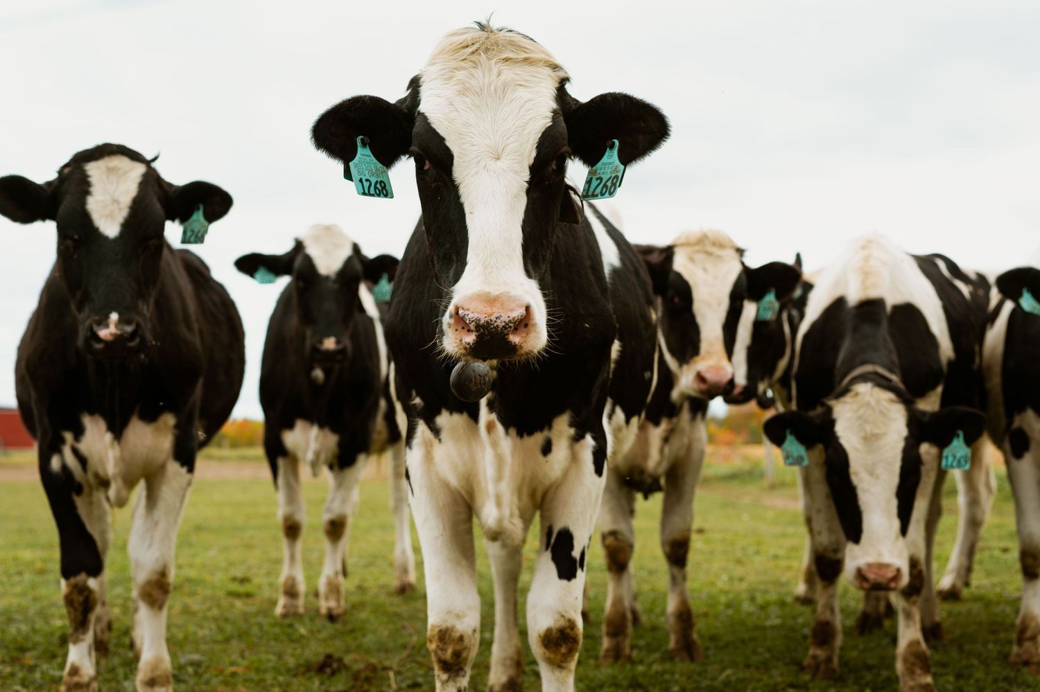 A row of black and white dairy cows lined up along a pasture fence.
