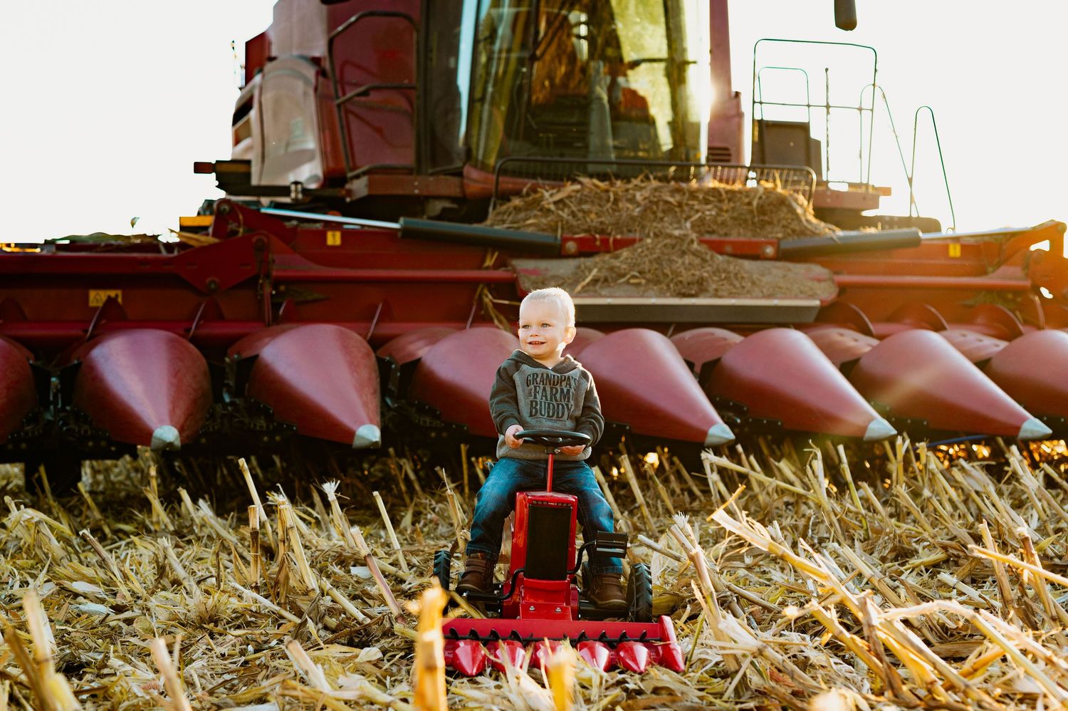 Red farm equipment harvesting corn in a golden field during sunset.