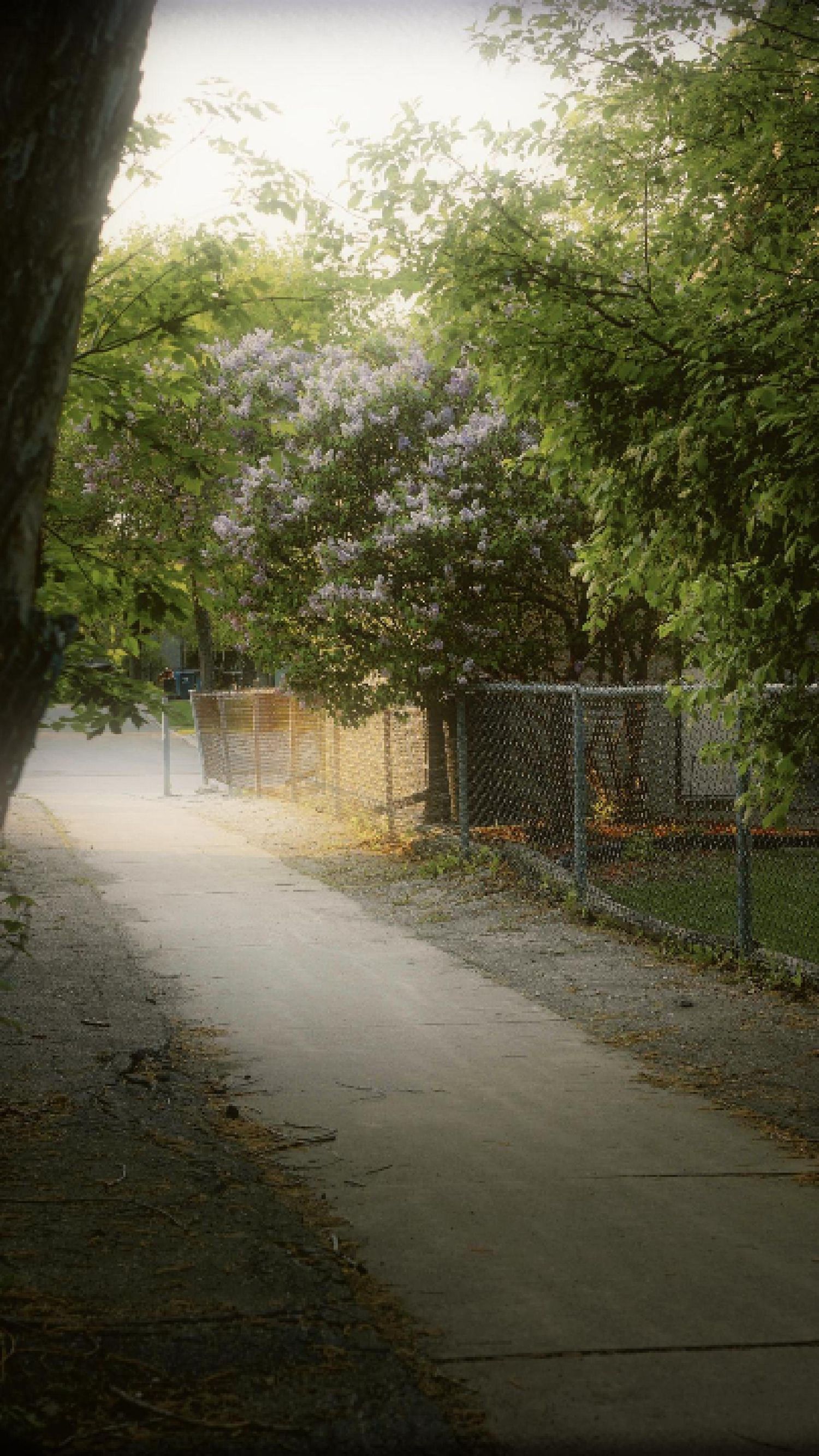 Serene paved pathway through trees with chain link fence and blooming wisteria flowers overhead on a misty day.